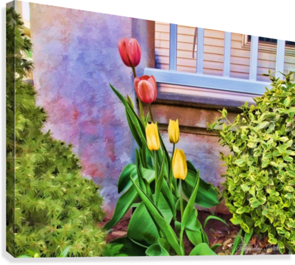 Painted Tulips Canvas Print - Rainbow Rose (429x386), Png Download