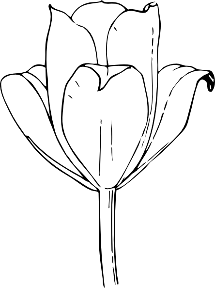 Petal Clipart Tulip Petal - Tulip Flower In Drawing (444x594), Png Download