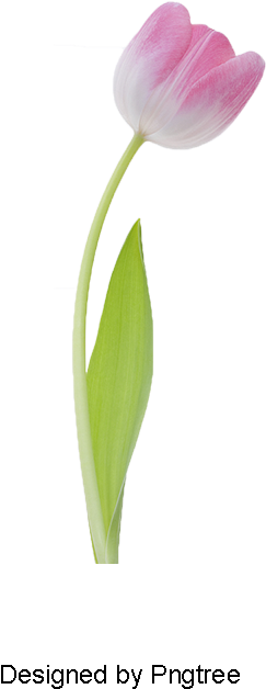 Tulip, Tulip Clipart, Flowers Png And Psd - Sprenger's Tulip (800x800), Png Download
