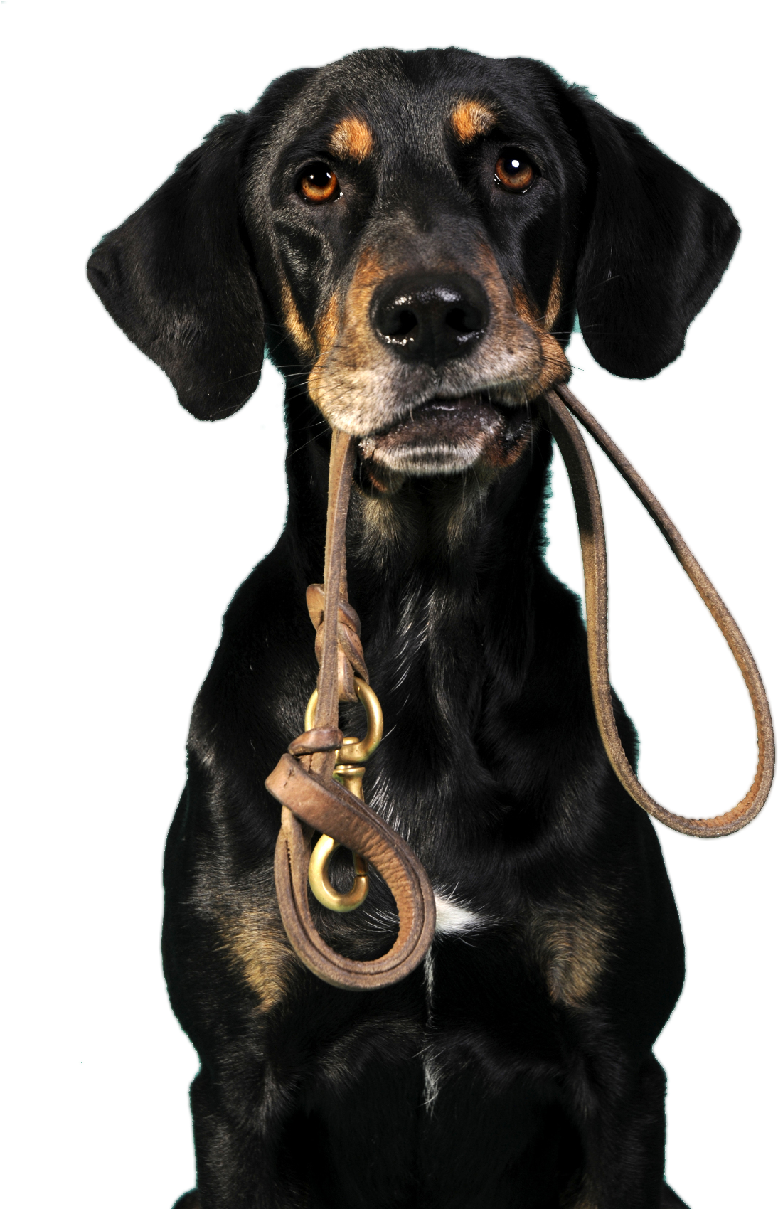 Dogholdingleash - - National Walk Your Dog Week 2017 (1130x1699), Png Download