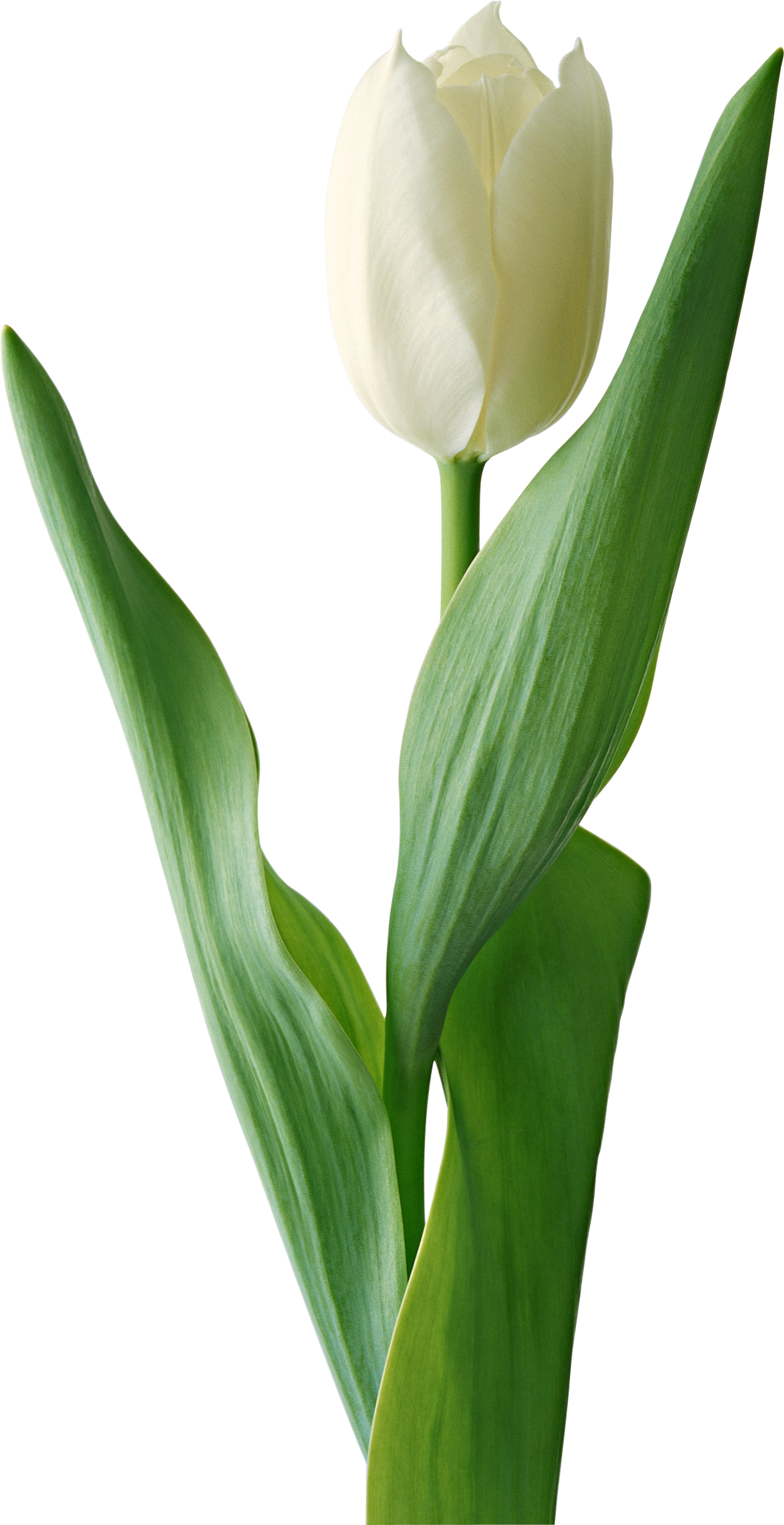 White Tulip Png Image - White Tulip Flower Png (1429x2779), Png Download