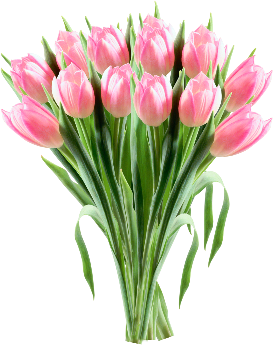 Transparent Tulips (1086x1261), Png Download