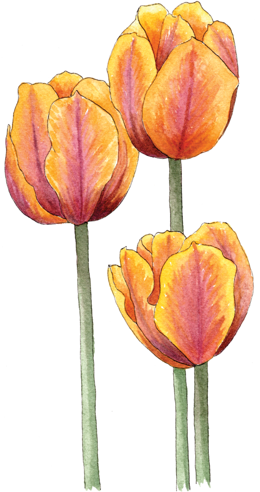 Illustration By Helen Krayenhoff - Sprenger's Tulip (534x1024), Png Download
