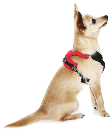 Dog Senses Transparent Background (480x480), Png Download