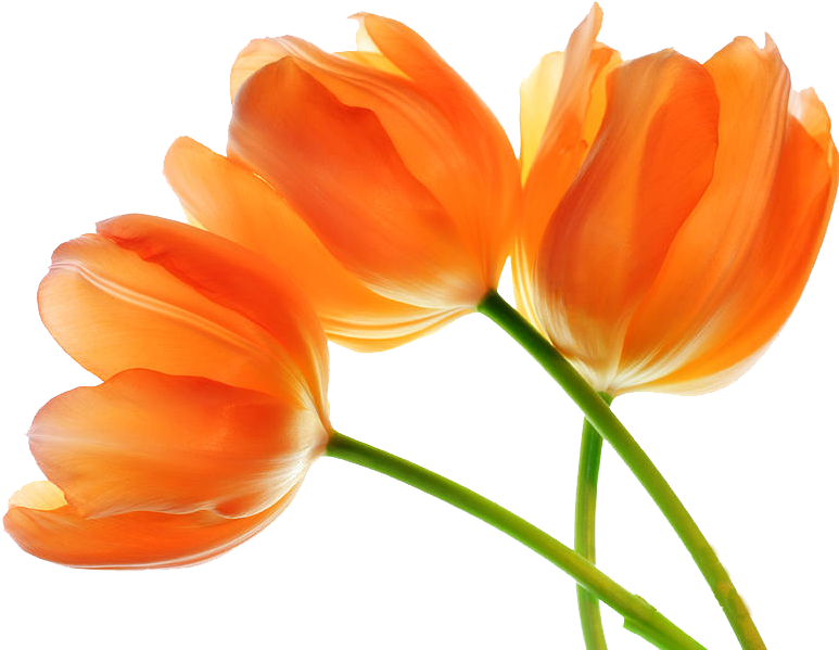 Tulip Png Images - Three Tulip Flowers With Paint Texture (900x600), Png Download