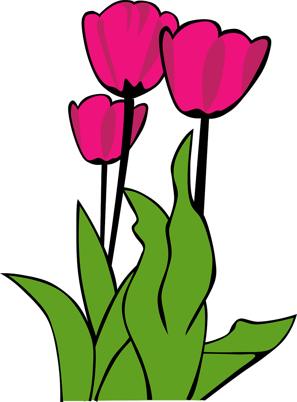 How To Set Use Tulips Svg Vector (663x900), Png Download
