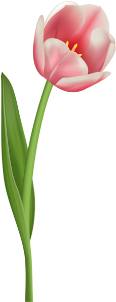 Tulip Png Image - Single Tulip Clip Art (239x600), Png Download