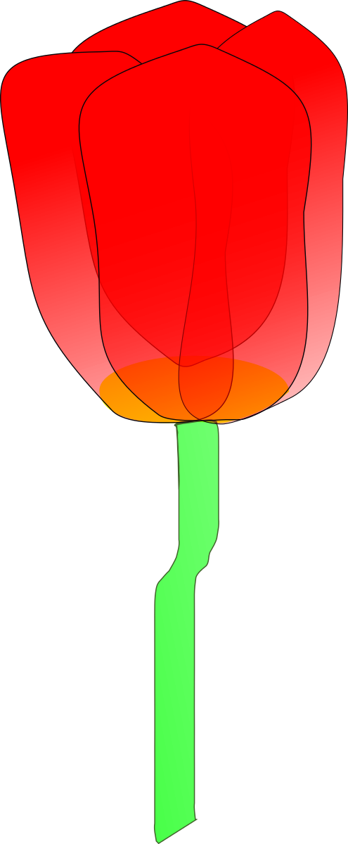 Tulip Clipart By Machovka - Orange Tulip Clip Art (495x1200), Png Download