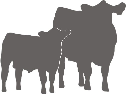Image Stock Cow Calf Clipart - Cow Calf Clipart (600x400), Png Download