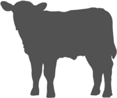 Stocker - Dairy Cow (600x400), Png Download