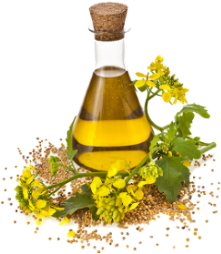 Dill Oil (500x500), Png Download