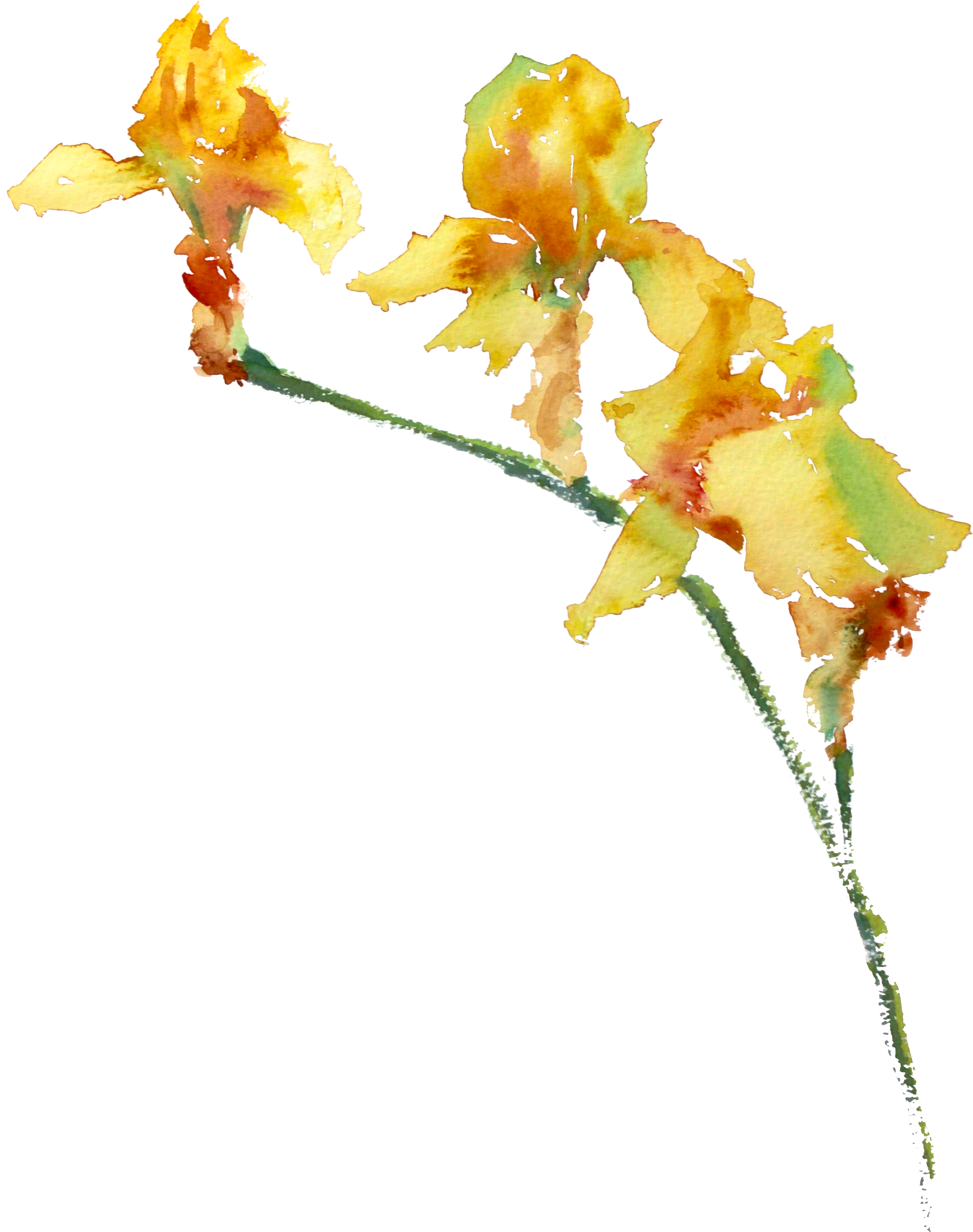 Watercolour Painting Of Three Yellow Irises - Artificial Flower (3000x3681), Png Download
