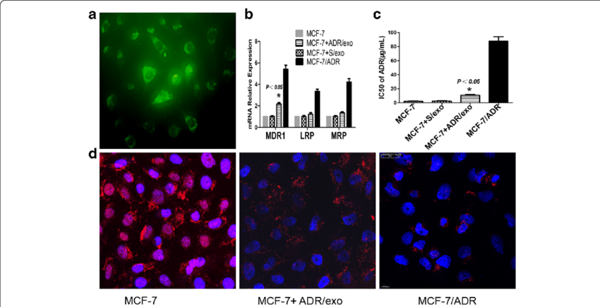 Adr/exo Transfer Chemoresistance To Recipient Cells - Breast Cancer (850x435), Png Download