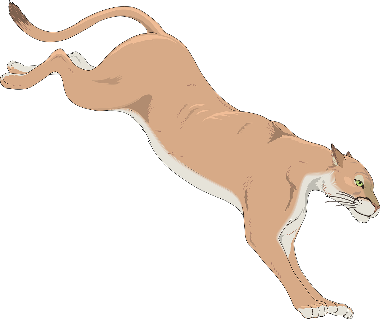 Mountain Lion Clip Art At Clker Com Vector Clip Art - Cougar Clip Art (600x504), Png Download