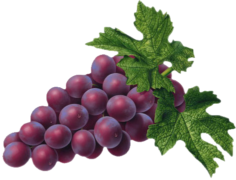Pin By Ewa On Kwiaty - Red Grapes Clipart (472x361), Png Download
