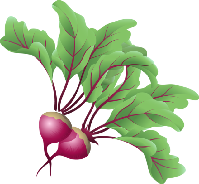 Vegetables - Beets Clipart (639x590), Png Download