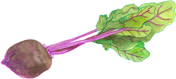 Beets - Beetroot (594x309), Png Download