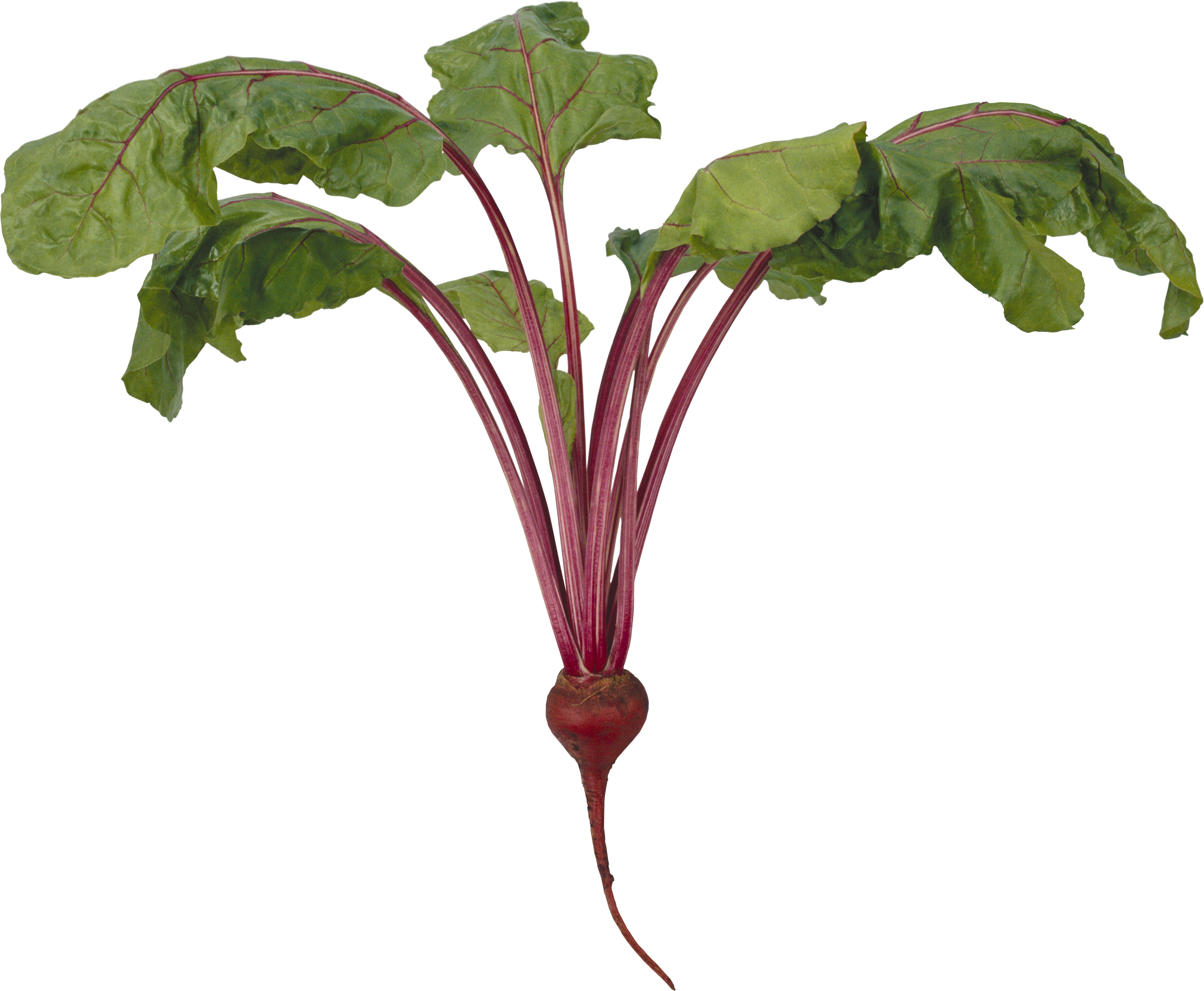 Beet Png - Beets Transparent Background (4517x3720), Png Download