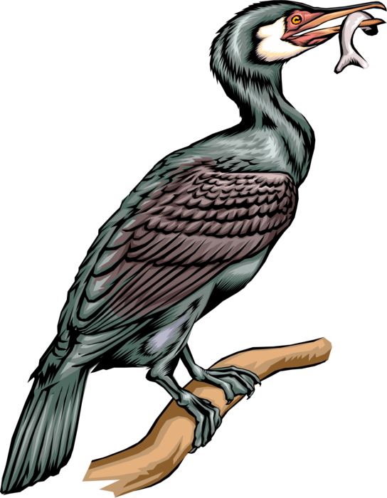 Vector Illustration Of Web Footed Diving Cormorant - Cormorant Clipart Png (544x700), Png Download
