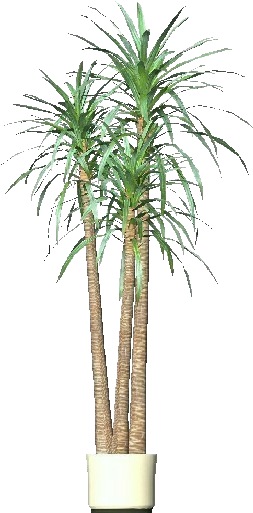 3d Flowers - Dracena - Desert Palm (750x527), Png Download