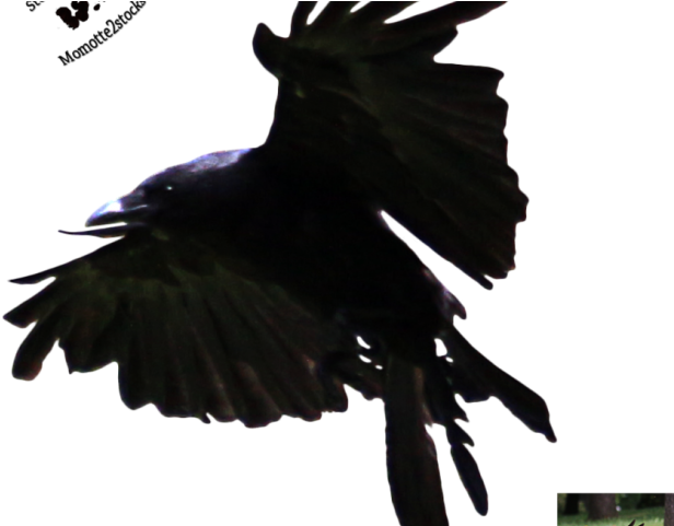 Crow Clipart Flying - Crows (640x480), Png Download