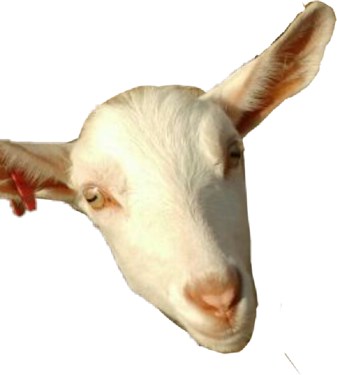 Cabra Oveja Animal Zoológico Cabeza Meeeeeeeeeeeeeeee (664x738), Png Download