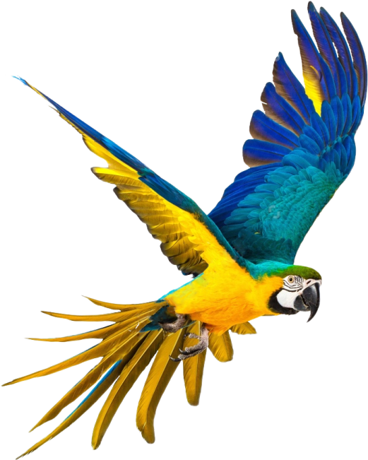 Parrot - Parrot Png (866x650), Png Download