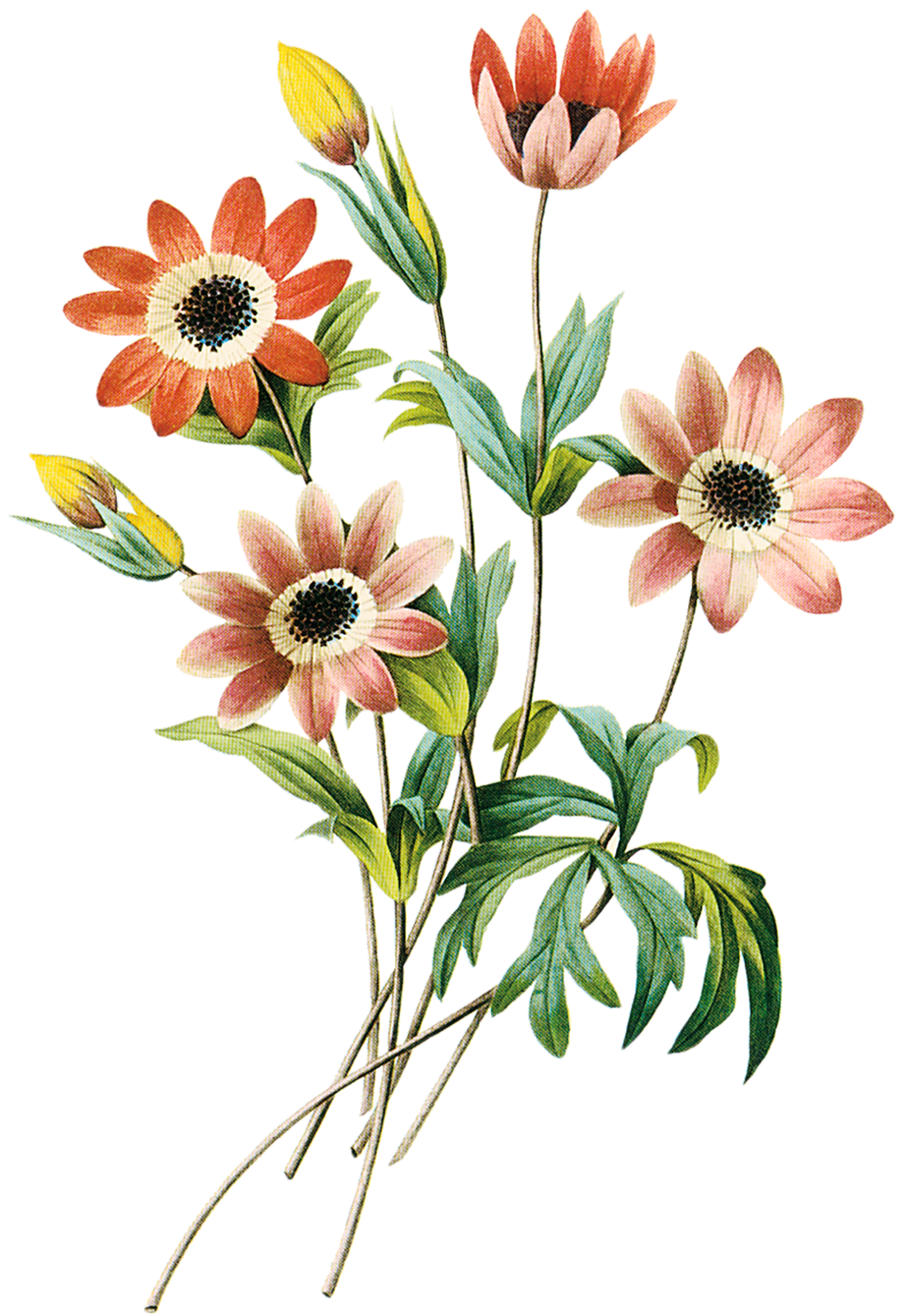 Imagens Png Flores - All I Want Lang Leav (1097x1600), Png Download