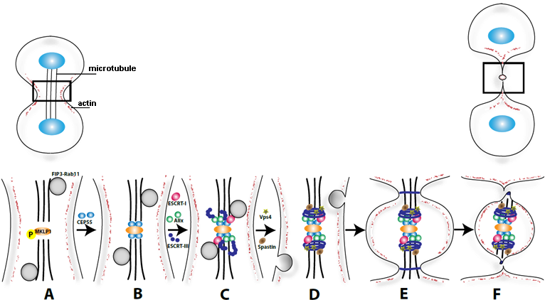 Figure 1. Possible Role Of Escrt Proteins In Abscission. - Diagram (765x439), Png Download