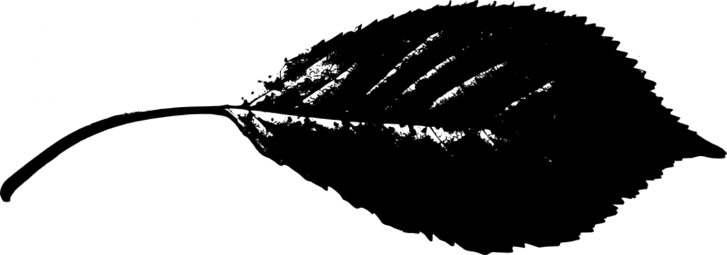 Spiky Edged Leaf Vector Image - Leaf Silhouette Png (1423x500), Png Download