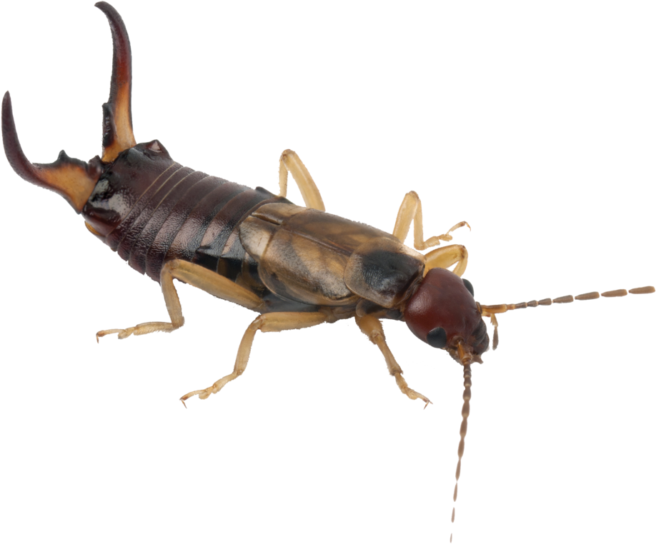 Ewwww &nbsp - Cucaracha Con Tenazas (1000x800), Png Download