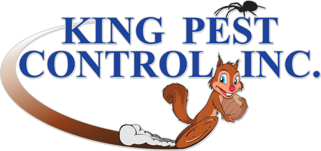 King Pest Control, Inc - Oi Play School (1100x519), Png Download