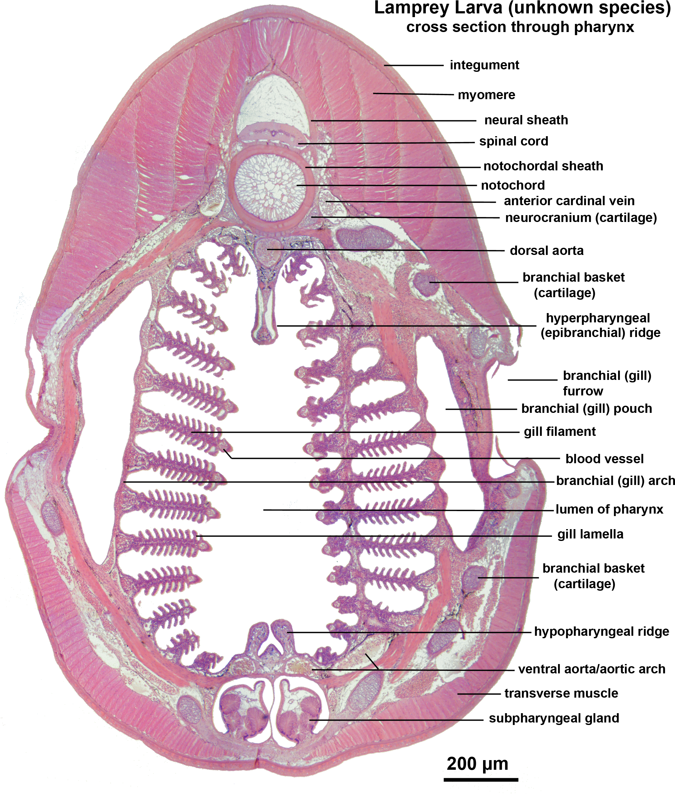 Lamprey Larva X Sect Pharynx Labelled - Nejonöga Mun (2400x3000), Png Download