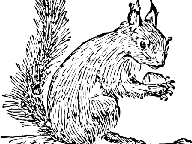Squirrel Clip Art (640x480), Png Download