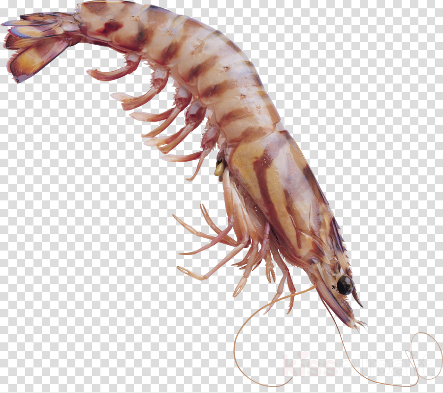 Transparent Krill Clipart Shrimp Clip Art - 海 虾 图片 (900x800), Png Download