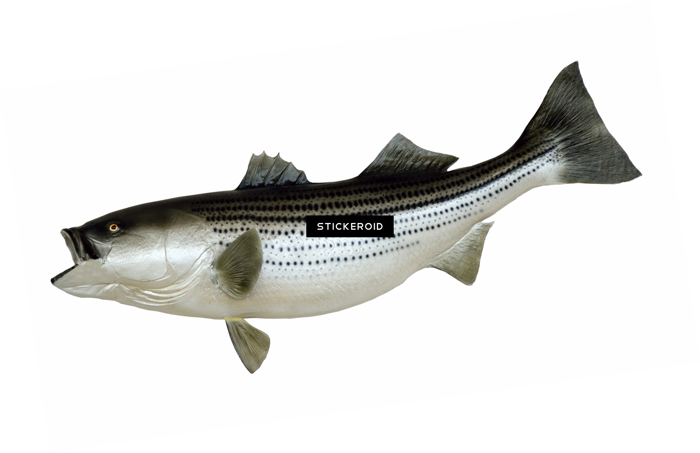Fish - Striper Bass (2882x1865), Png Download