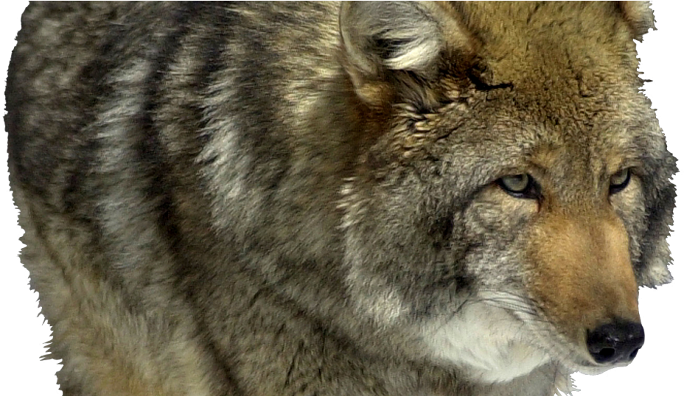 Full Grown Coyote (1200x564), Png Download