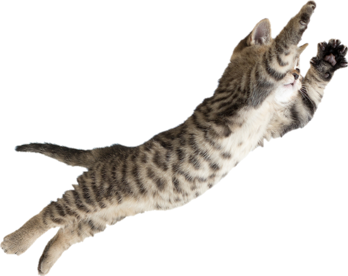 Jumping Kitten (684x542), Png Download