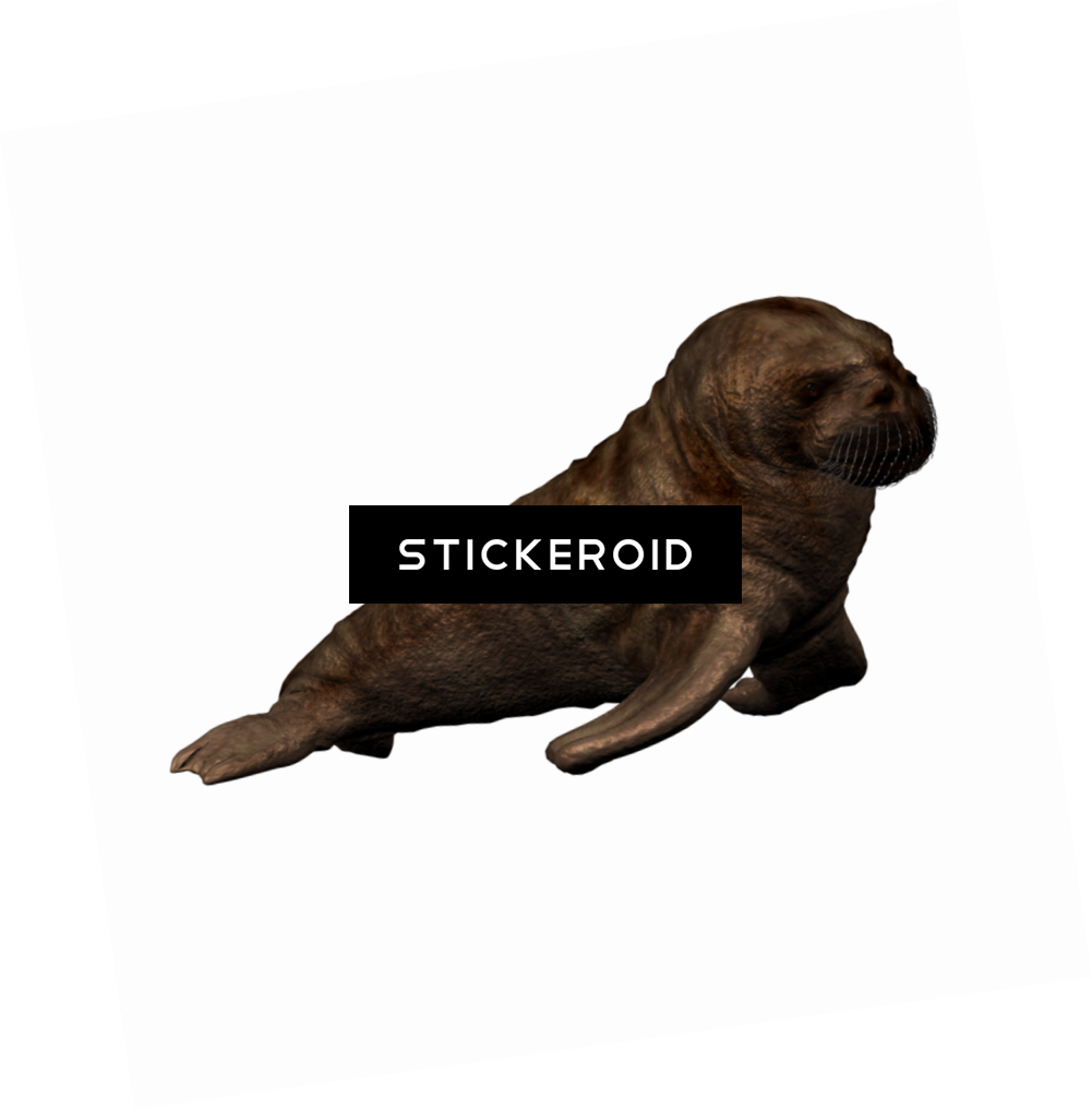 Walrus Animals - Fur Seal (1001x1017), Png Download