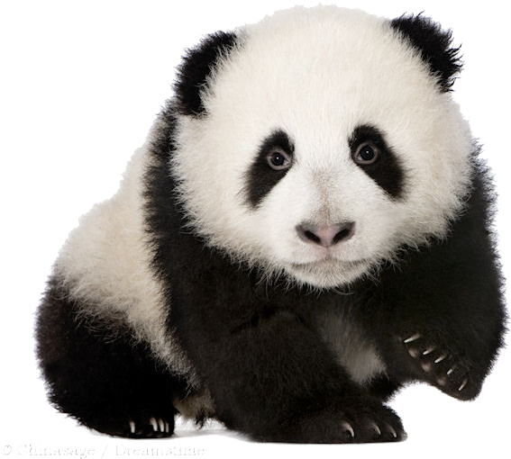 Baby Panda Png Download Image Baby Panda Transparent Background Full Size Png Download Seekpng