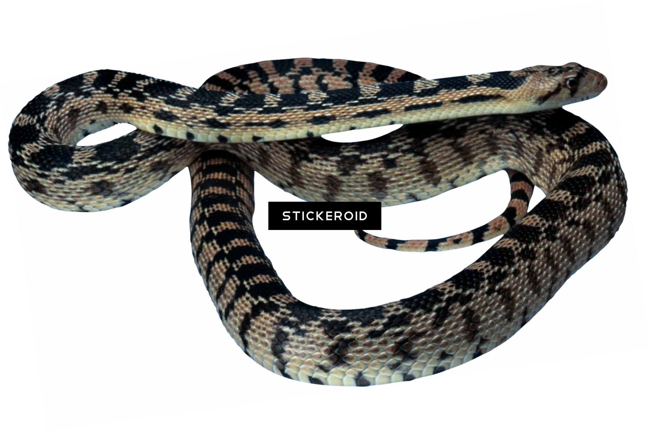 Black Snake - Photograph (2071x1375), Png Download