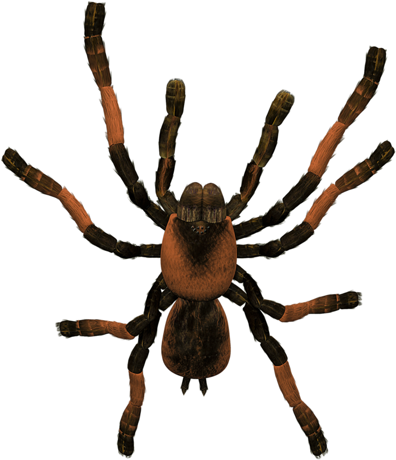 Related Wallpapers - Tarantula (843x947), Png Download