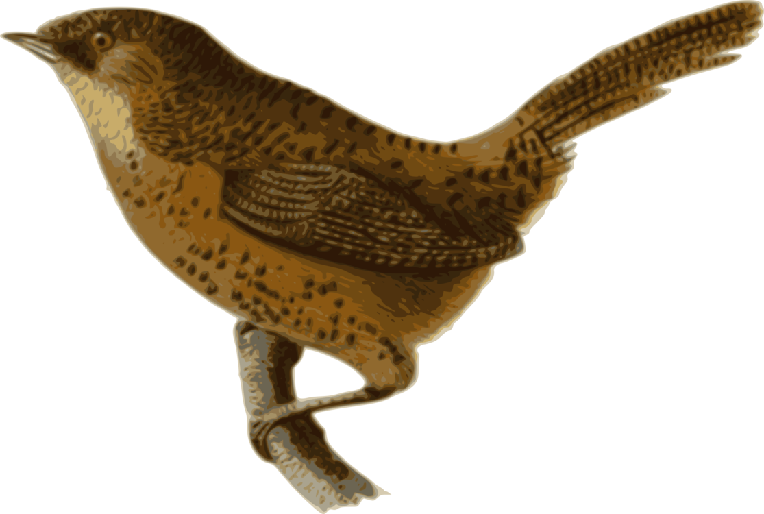House Wren Bird Computer Icons Bewick's Wren - House Wren On Transparent Background (1115x750), Png Download