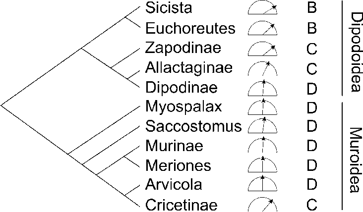 Download - Common Fig (732x428), Png Download