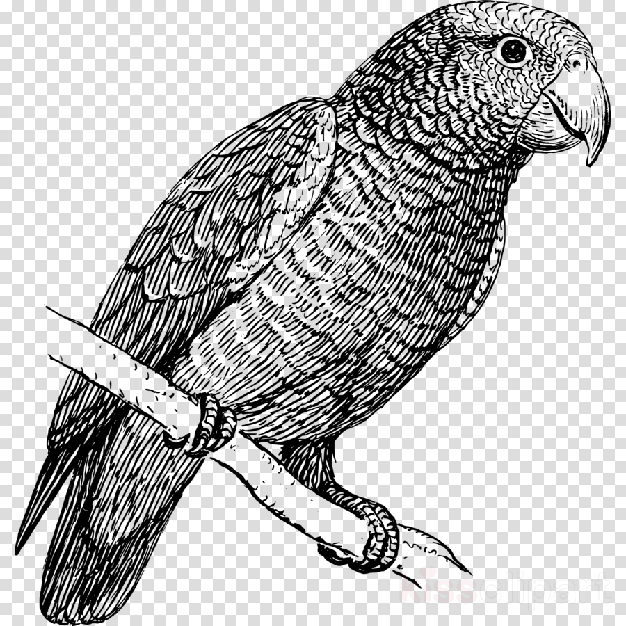 Parrot In Black And White Clipart Budgerigar Bird Clip - Parrot Black And White (900x900), Png Download