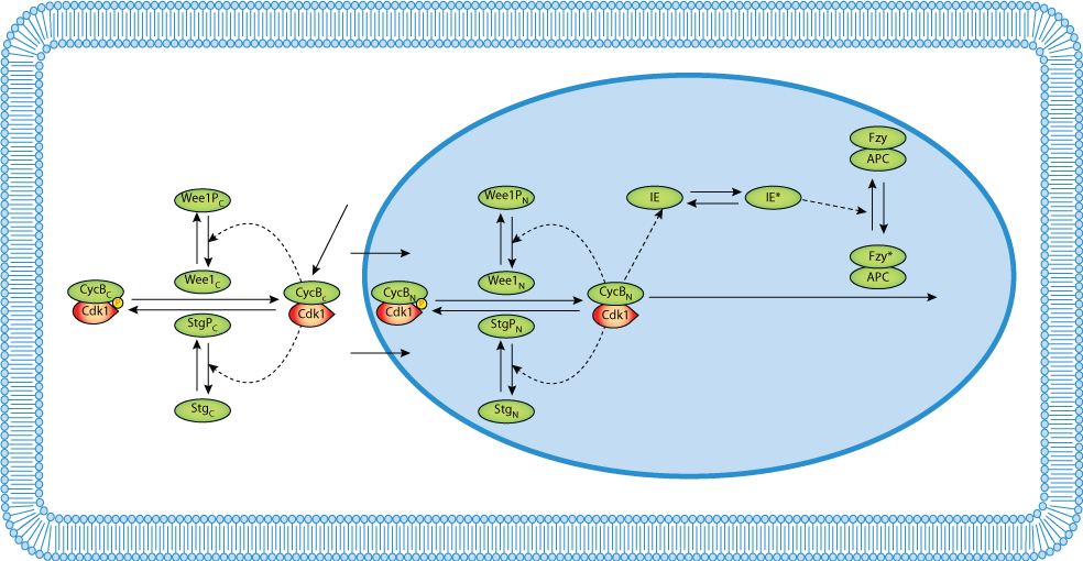 Dynamical Model Of Nuclear Division Cycles During Early - Soul Eater Soul (984x510), Png Download