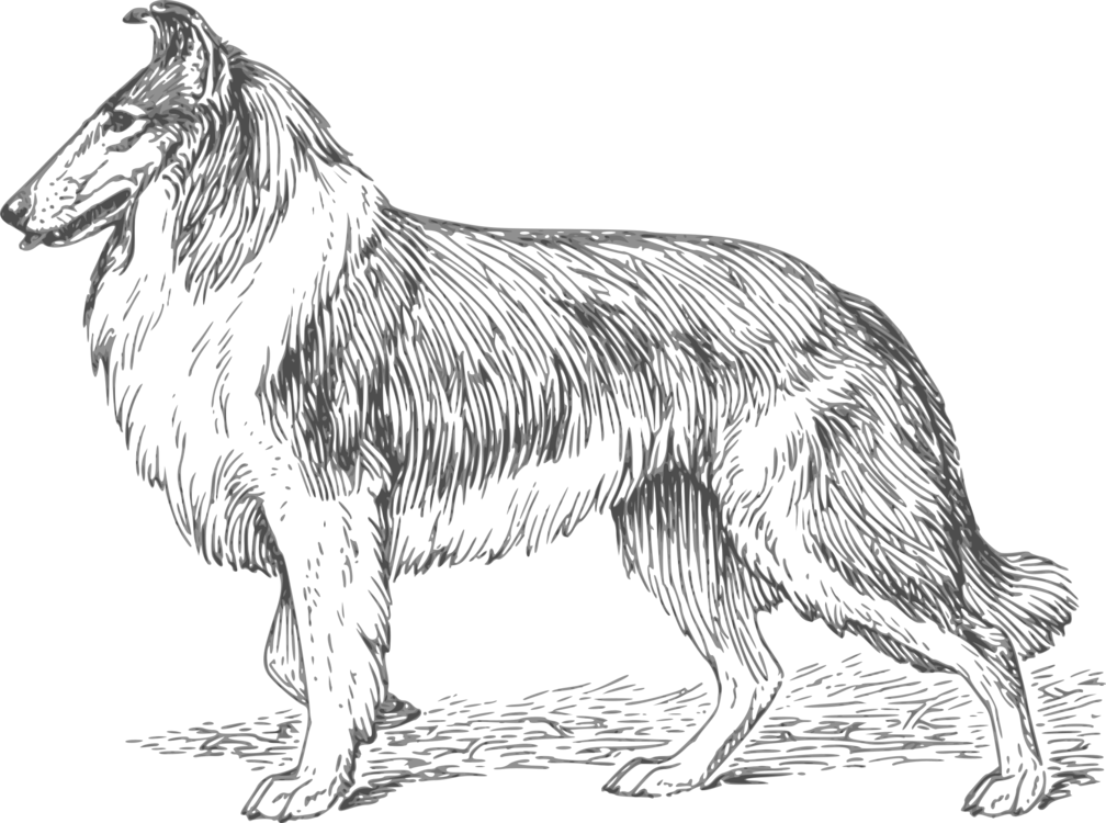 Clip Free Download Border Rough Smooth Bloodhound - Animais De Desenho Realista (1008x750), Png Download