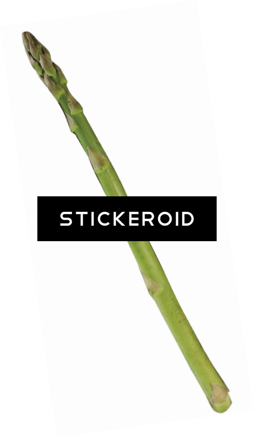 Single Asparagus - Asparagus (510x879), Png Download