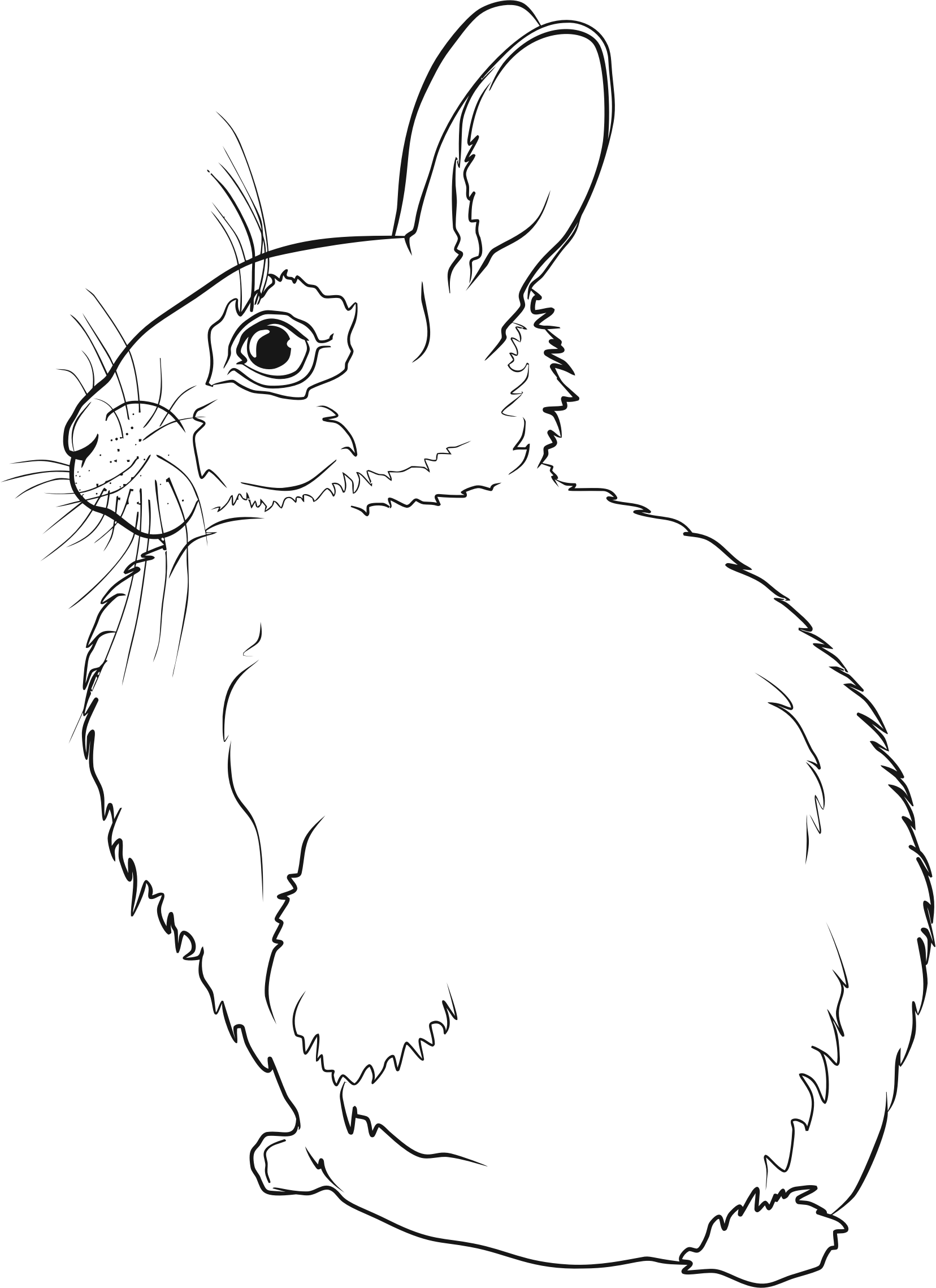 Arctic Hare Clipart Line Drawing - Rabbit Line Art (1656x2278), Png Download