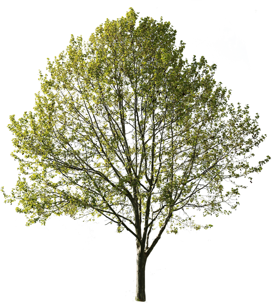Platanus Occidentalis V - Cut Out Tree Platanus (918x1024), Png Download